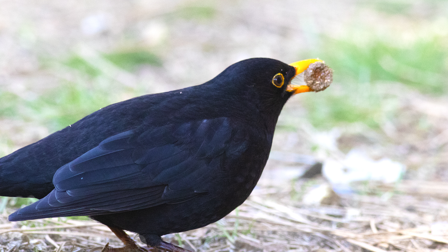 Eurasian Blackbird